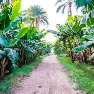 Explore Luxor Sunset Felucca Ride and Banana Island with Lunch or Dinner for 1 days with Egypt Gift Tours and discover unforgettable experiences - Photo 3