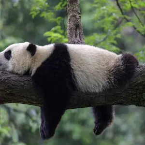 Explore Experience traditional southern China for 18 days with Gebeco and discover unforgettable experiences - Photo 6