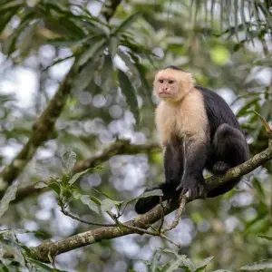 Explore Classic Costa Rica for 15 days with Intrepid Travel and discover unforgettable experiences - Photo 2