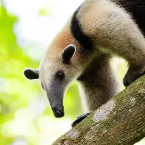 Explore Classic Costa Rica for 15 days with Intrepid Travel and discover unforgettable experiences - Photo 3