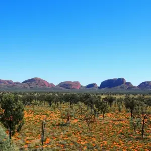 Explore Uluru and Kata Tjuta Highlights (Standard, Short Break) for 2 days with AAT Kings and discover unforgettable experiences - Photo 2