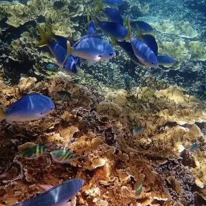 Explore Cairns and the Great Barrier Reef (Short Break) for 4 days with AAT Kings and discover unforgettable experiences - Photo 6