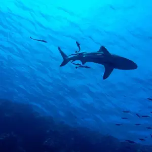 Explore Tropical Reef and Rainforest (Short Break) for 4 days with AAT Kings and discover unforgettable experiences - Photo 4