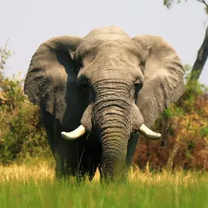 Explore 8-day Okavango Delta & Chobe Express (Accommodated) for 8 days with Acacia Adventure Holidays and discover unforgettable experiences - Photo 7