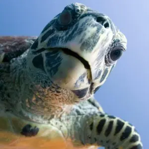 Explore Exploring Maldives: Fihalhohi, Maafushi and Kuda Bandos Islands for 7 days with Aitken Spence Travel and discover unforgettable experiences - Photo 4