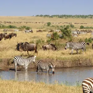 Explore On Safari in Kenya & Tanzania with Nairobi & Zanzibar for 14 days with Cosmos and discover unforgettable experiences - Photo 2