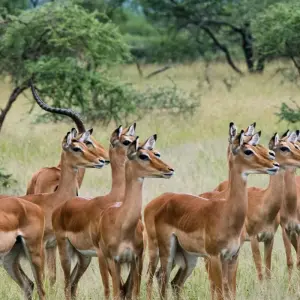 Explore On Safari in Kenya & Tanzania with Nairobi & Zanzibar for 14 days with Cosmos and discover unforgettable experiences - Photo 4