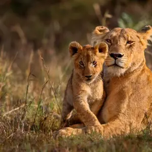 Explore On Safari in Kenya & Tanzania with Nairobi & Zanzibar for 14 days with Cosmos and discover unforgettable experiences - Photo 5