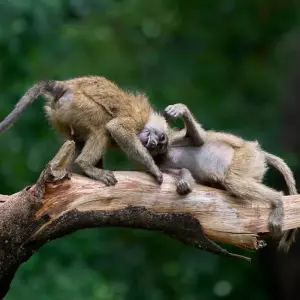 Explore On Safari in Kenya & Tanzania with Nairobi & Zanzibar for 14 days with Cosmos and discover unforgettable experiences - Photo 7