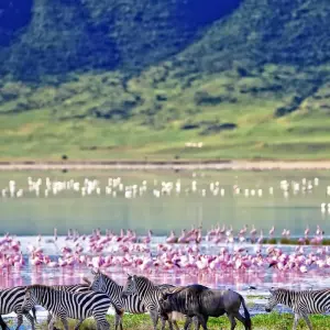 Explore On Safari in Kenya & Tanzania with Nairobi & Zanzibar for 14 days with Cosmos and discover unforgettable experiences - Photo 8