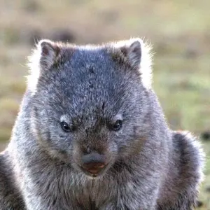 Explore Highlights of Tasmania's West Coast for 5 days with DIAMIR Erlebnisreisen and discover unforgettable experiences - Photo 3