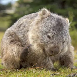 Explore Highlights of Tasmania's East Coast for 5 days with DIAMIR Erlebnisreisen and discover unforgettable experiences - Photo 5