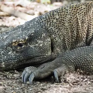 Explore On safari with kangaroos and dragons for 24 days with DIAMIR Erlebnisreisen and discover unforgettable experiences - Photo 2