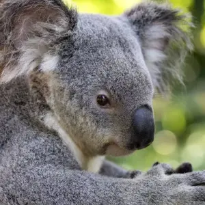 Explore On safari with kangaroos and dragons for 24 days with DIAMIR Erlebnisreisen and discover unforgettable experiences - Photo 4