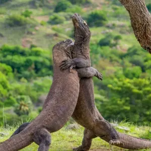 Explore On safari with kangaroos and dragons for 24 days with DIAMIR Erlebnisreisen and discover unforgettable experiences - Photo 6