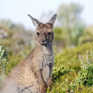 Explore On safari with kangaroos and dragons for 24 days with DIAMIR Erlebnisreisen and discover unforgettable experiences - Photo 7