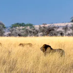 Explore Tanzania: The Serengeti & Beyond with Zanzibar for 12 days with Globus and discover unforgettable experiences - Photo 5