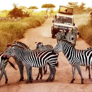 Explore Tanzania: The Serengeti & Beyond with Zanzibar for 12 days with Globus and discover unforgettable experiences - Photo 8