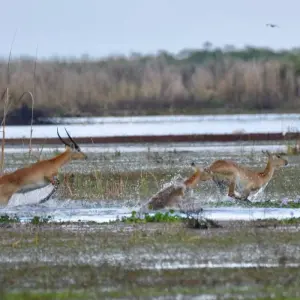 Explore Explore Northern Zambia’s Hidden Gems 13 Days/12 Nights for 13 days with Across Africa Tours & Travel and discover unforgettable experiences - Photo 2