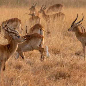 Explore Kafue National Park Safari 3 Days/2 Nights for 3 days with Across Africa Tours & Travel and discover unforgettable experiences - Photo 2