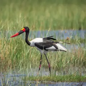 Explore Kafue National Park Safari 3 Days/2 Nights for 3 days with Across Africa Tours & Travel and discover unforgettable experiences - Photo 5