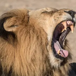 Explore Authentic Zambian Culture & Wildlife on a Nanzhila Safari Tour 10 Days/09 Nights for 10 days with Across Africa Tours & Travel and discover unforgettable experiences - Photo 7