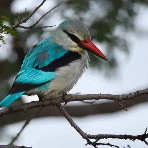 Explore Kafue National Park Safari 3 Days/2 Nights for 3 days with Across Africa Tours & Travel and discover unforgettable experiences - Photo 9