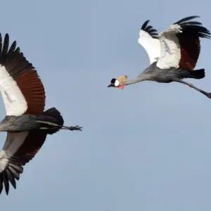 Explore Kafue National Park Safari 3 Days/2 Nights for 3 days with Across Africa Tours & Travel and discover unforgettable experiences - Photo 10