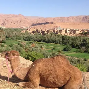 Explore Marrakech To Fes Via Sahara 3 Days for 3 days with Easygo Tours and discover unforgettable experiences - Photo 3