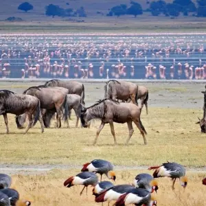 Explore Simba Safari, Tanganyika Wilderness Camps - Private Tour for 8 days with Prime Safaris and discover unforgettable experiences - Photo 3