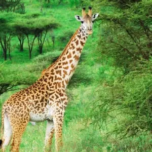 Explore Simba Safari, Tanganyika Wilderness Camps - Private Tour for 8 days with Prime Safaris and discover unforgettable experiences - Photo 5