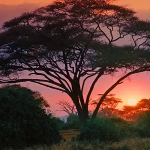 Explore Simba Safari, Tanganyika Wilderness Camps - Private Tour for 8 days with Prime Safaris and discover unforgettable experiences - Photo 7