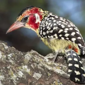 Explore Simba Safari, Tanganyika Wilderness Camps - Private Tour for 8 days with Prime Safaris and discover unforgettable experiences - Photo 8