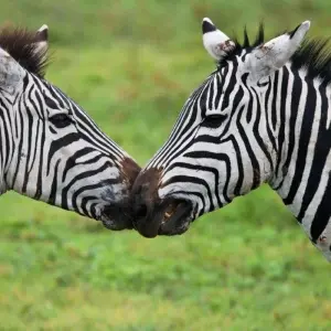 Explore Simba Safari, Tanganyika Wilderness Camps - Private Tour for 8 days with Prime Safaris and discover unforgettable experiences - Photo 9