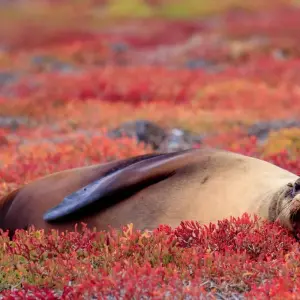 Explore Antarctic Voyage with South America and Galápagos Islands Guayaquil → Rio de Janeiro (2026) for 36 days with APT and discover unforgettable experiences - Photo 11