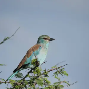 Explore 2 Days Best Ever Kruger National Park Safari from Cape Town for 2 days with Africa Moja Tours & Transfers and discover unforgettable experiences - Photo 5