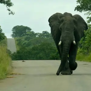 Explore 4 Days Kruger National Magical Safari with Panorama for 4 days with Africa Moja Tours & Transfers and discover unforgettable experiences - Photo 7