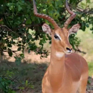 Explore 4 Days Kruger National Magical Safari with Panorama for 4 days with Africa Moja Tours & Transfers and discover unforgettable experiences - Photo 8