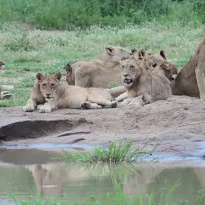 Explore 2 Days Best Ever Kruger National Park Safari from Cape Town for 2 days with Africa Moja Tours & Transfers and discover unforgettable experiences - Photo 8