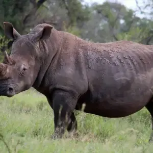 Explore 4 Days Kruger National Magical Safari with Panorama for 4 days with Africa Moja Tours & Transfers and discover unforgettable experiences - Photo 9