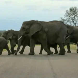 Explore 4 Days Kruger National Magical Safari with Panorama for 4 days with Africa Moja Tours & Transfers and discover unforgettable experiences - Photo 11