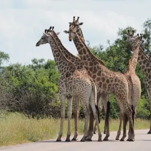 Explore 2 Days Best Ever Kruger National Park Safari from Cape Town for 2 days with Africa Moja Tours & Transfers and discover unforgettable experiences - Photo 11