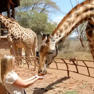 Explore 1-Day Nairobi City Tour: Elephant Orphanage & Nairobi National Park for 1 days with African Breeze Safaris and discover unforgettable experiences - Photo 4