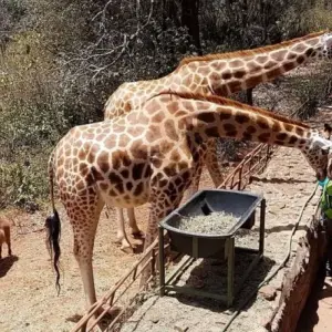 Explore 1-Day Nairobi City Tour: Elephant Orphanage & Nairobi National Park for 1 days with African Breeze Safaris and discover unforgettable experiences - Photo 5