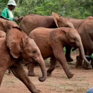 Explore 1-Day Nairobi City Tour: Elephant Orphanage & Nairobi National Park for 1 days with African Breeze Safaris and discover unforgettable experiences - Photo 6