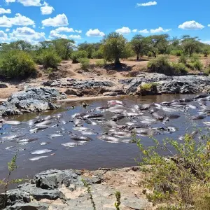 Explore Kenya And Tanzania Via Amboseli, Maasai Mara, Serengeti and Ngorongoro for 11 days with Authentic Africa and discover unforgettable experiences - Photo 4