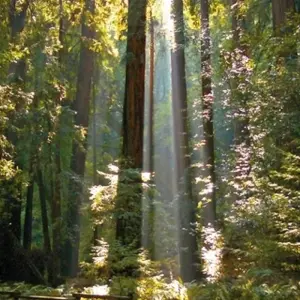 Explore Wild coast & majestic forests for 16 days with DERTOUR and discover unforgettable experiences - Photo 4