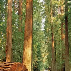 Explore Wild coast & majestic forests for 16 days with DERTOUR and discover unforgettable experiences - Photo 8