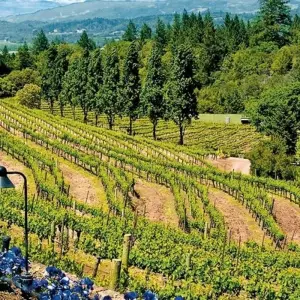 Explore Pacific Coast USA up close for 14 days with DERTOUR and discover unforgettable experiences - Photo 3