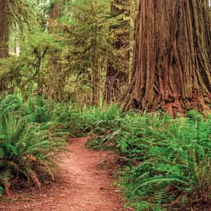 Explore Pacific Coast USA up close for 14 days with DERTOUR and discover unforgettable experiences - Photo 8